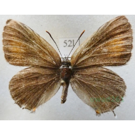 Satyrium ilicis (Esper, 1779) female Ogończyk ostrokrzewowiec Croatia52l